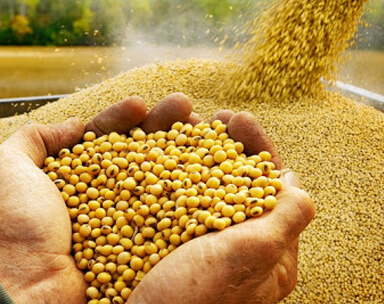 Soybean GMO and NON GMO